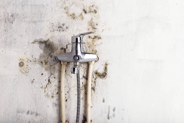Best Toxic Mold Removal  in Justice, OK