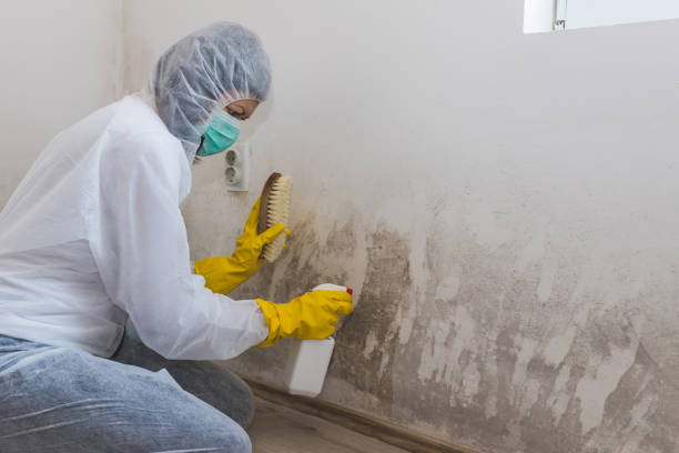 Best Commercial Mold Removal  in Justice, OK