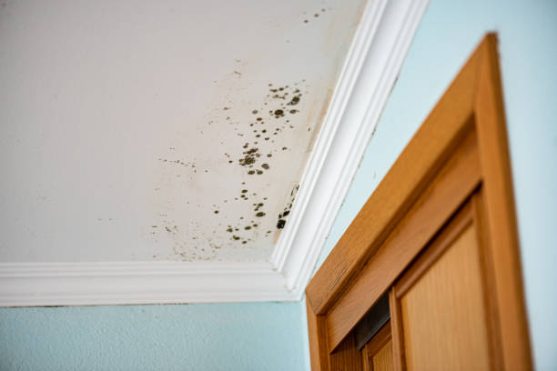 Best Mold Remediation  in Justice, OK