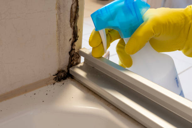 Best Mold Remediation Services  in Justice, OK