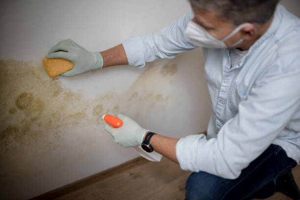Best Water Damage Restoration  in Justice, OK