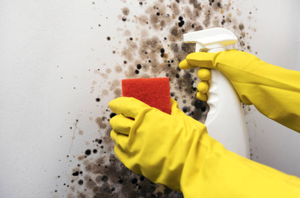 Best Mold Testing  in Justice, OK