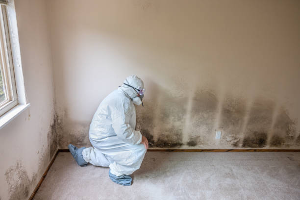 Best Office Mold Removal Services  in Justice, OK