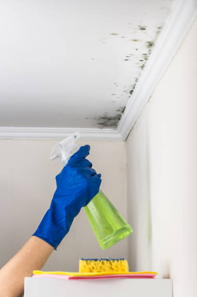 Best Mold Damage Repair  in Justice, OK