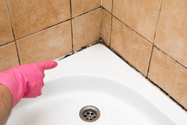Best Office Mold Removal Services  in Justice, OK